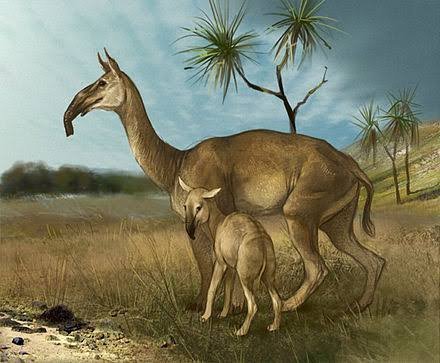 Xenorhinotherium bahiensis Wiki História Natural Amino