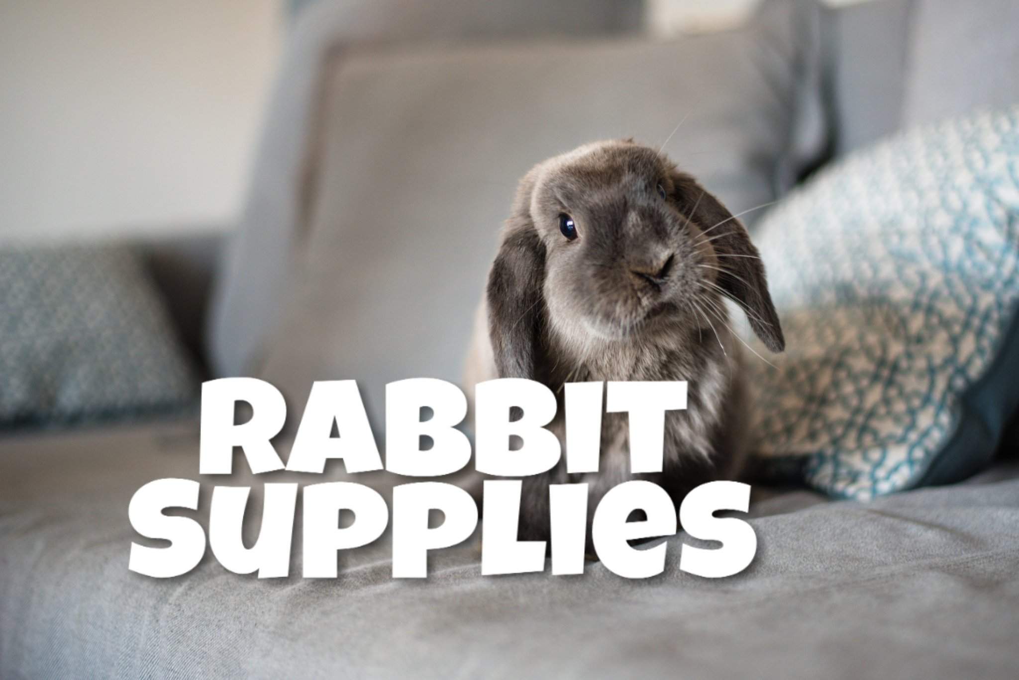 basic-rabbit-supplies-pets-amino