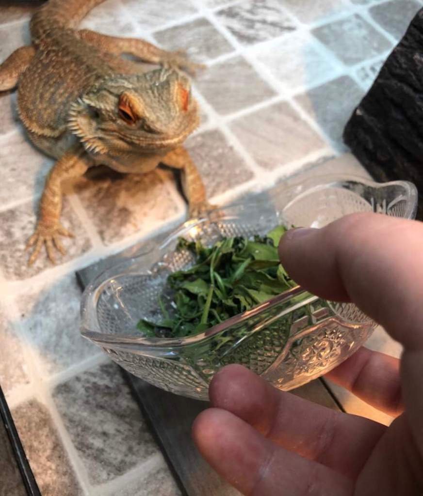 3 ways to get your stubborn beardie to eat greens Pets Amino