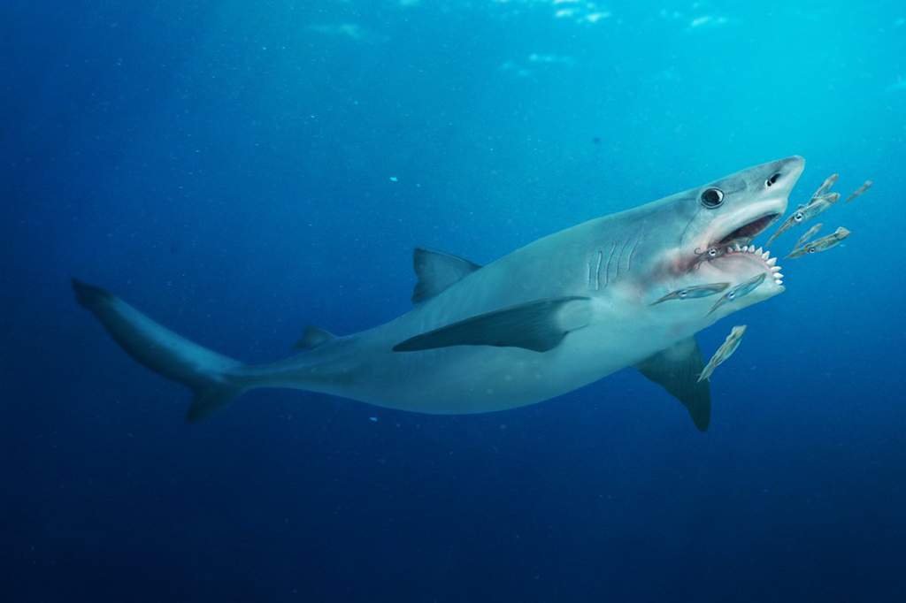 Геликоприон|Helicoprion | Wiki | Dinosaurs World Amino