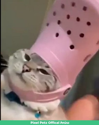 cat wearing crocs