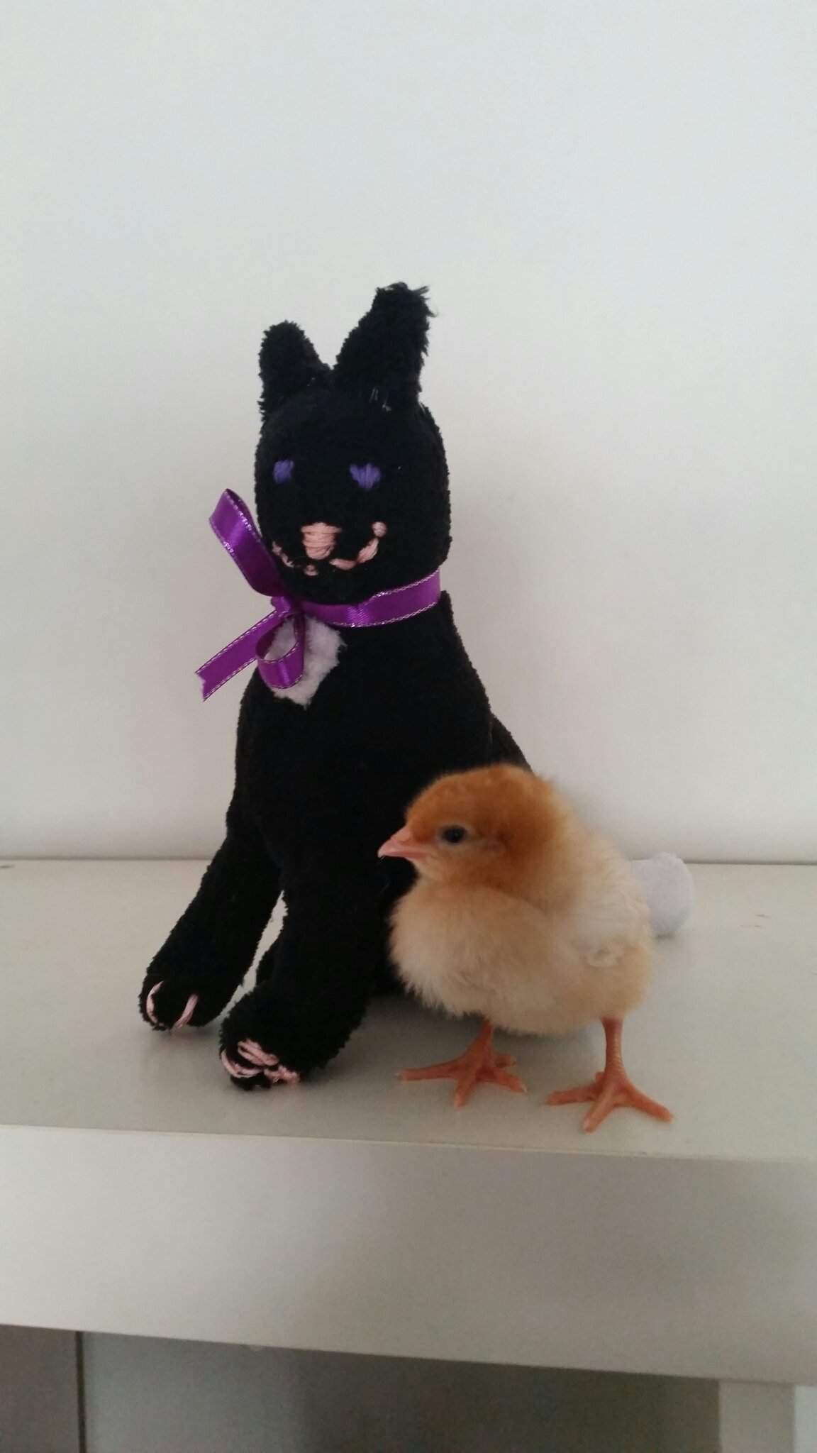 ravenpaw plush