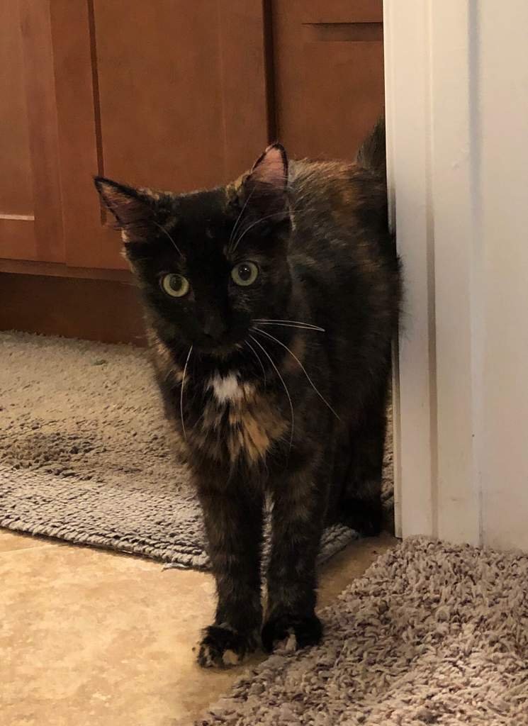 hermione's cat plush
