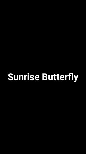 amino-Sunrise Butterfly-55350cf5