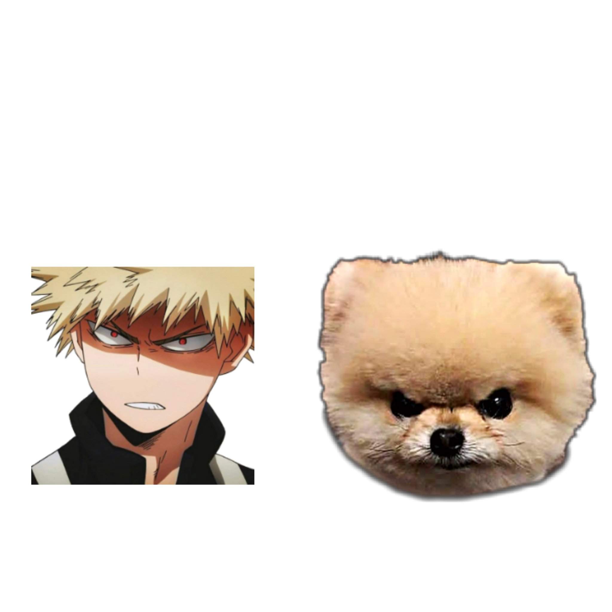 Whats the difference of bakugou and an angry Pomeranian puppy? | My