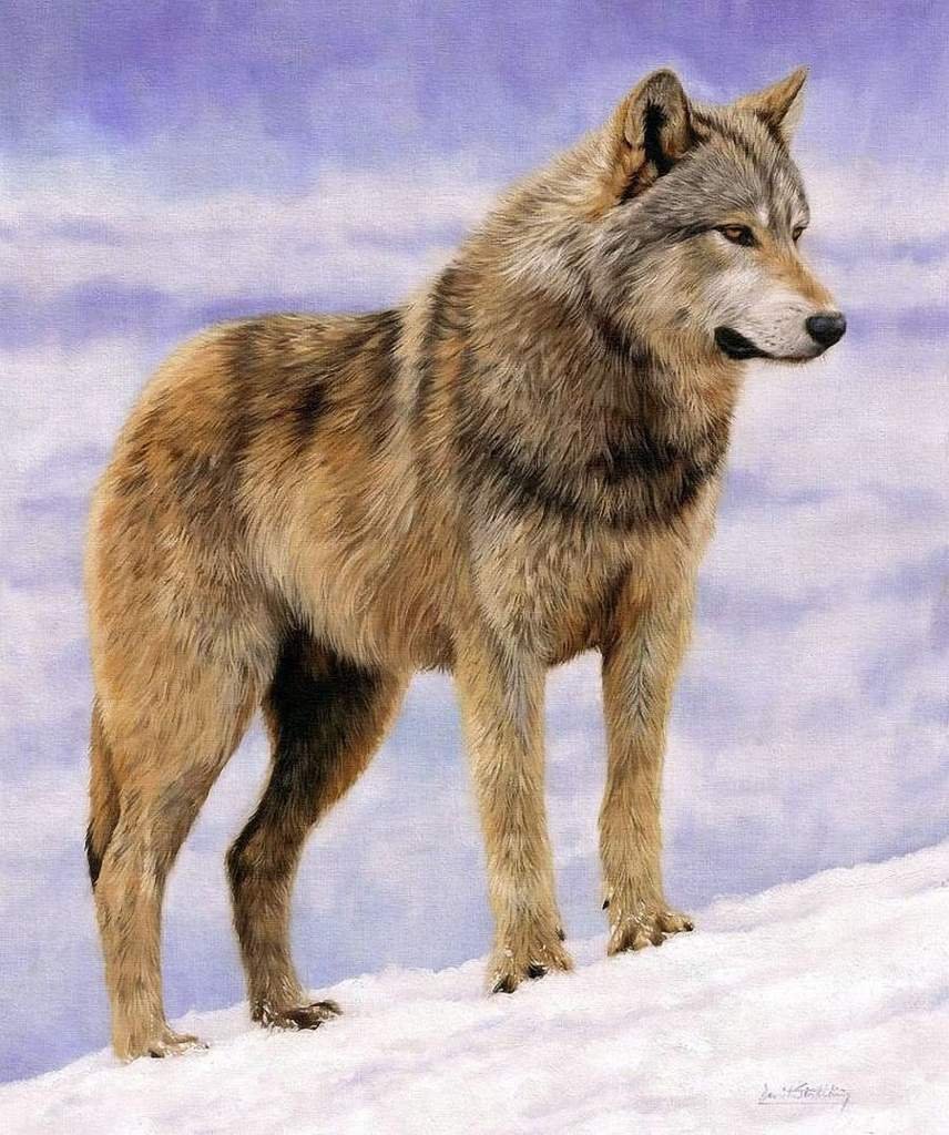Интересные факты о волках | Wiki | 🐶 Домашние питомцы Amino
