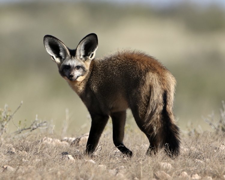 Bat-eared Fox Facts 