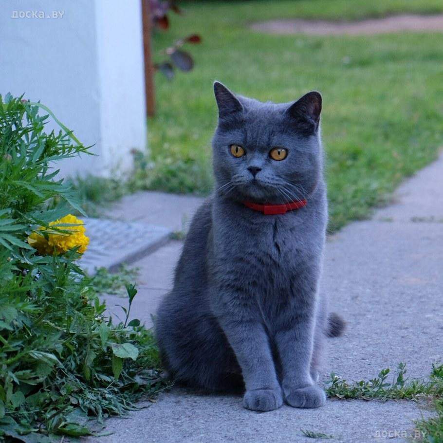 Британец кот голубой окрас