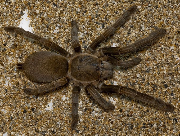 Большие пауки в австралии фото