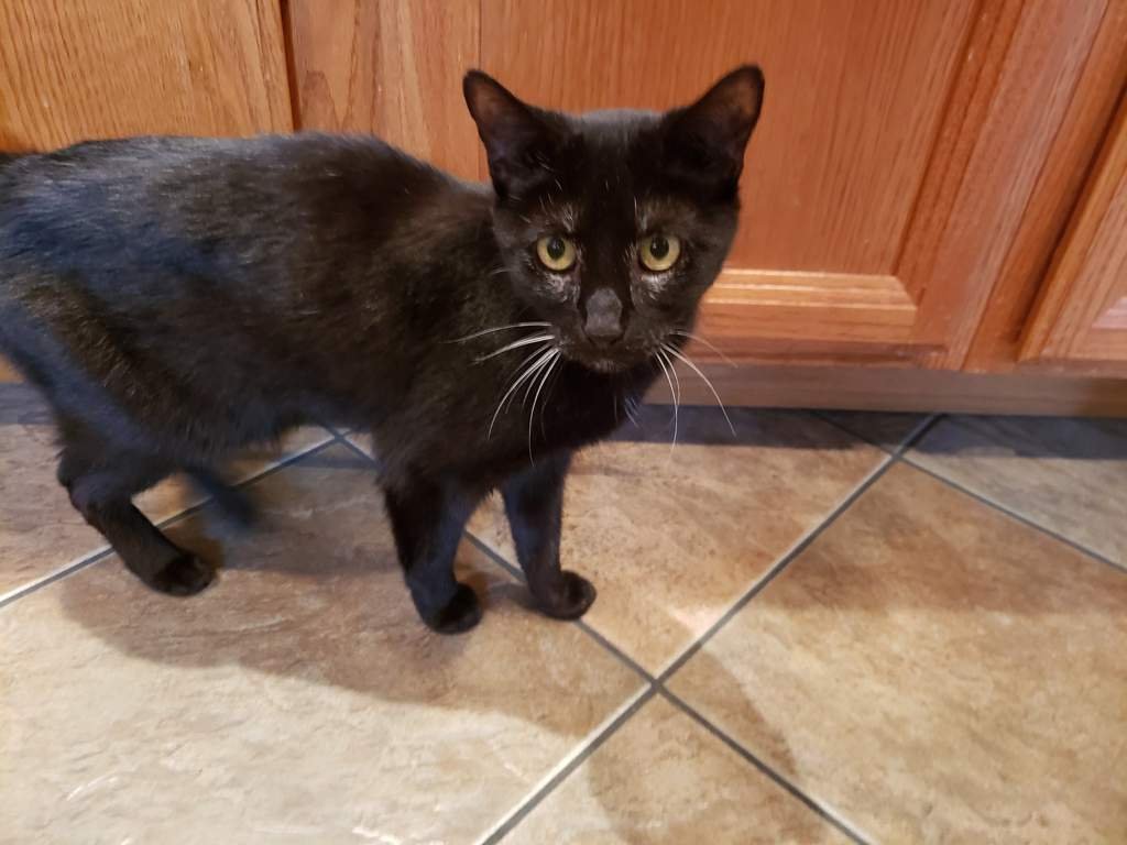 Truffles Wiki Cats Amino