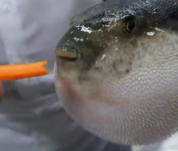 Pufferfish Eating Carrot 