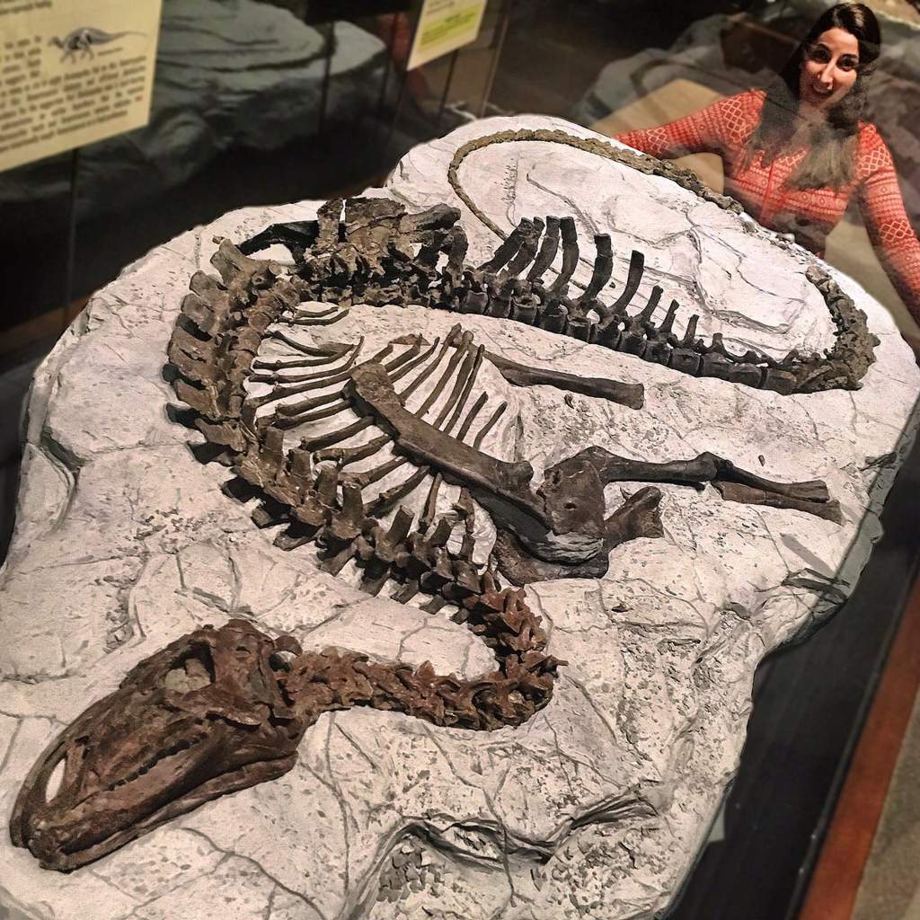 Tenontosaurus скелет