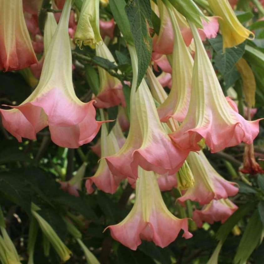 Lista 20+ Foto flor trompeta de ángel es venenosa Lleno