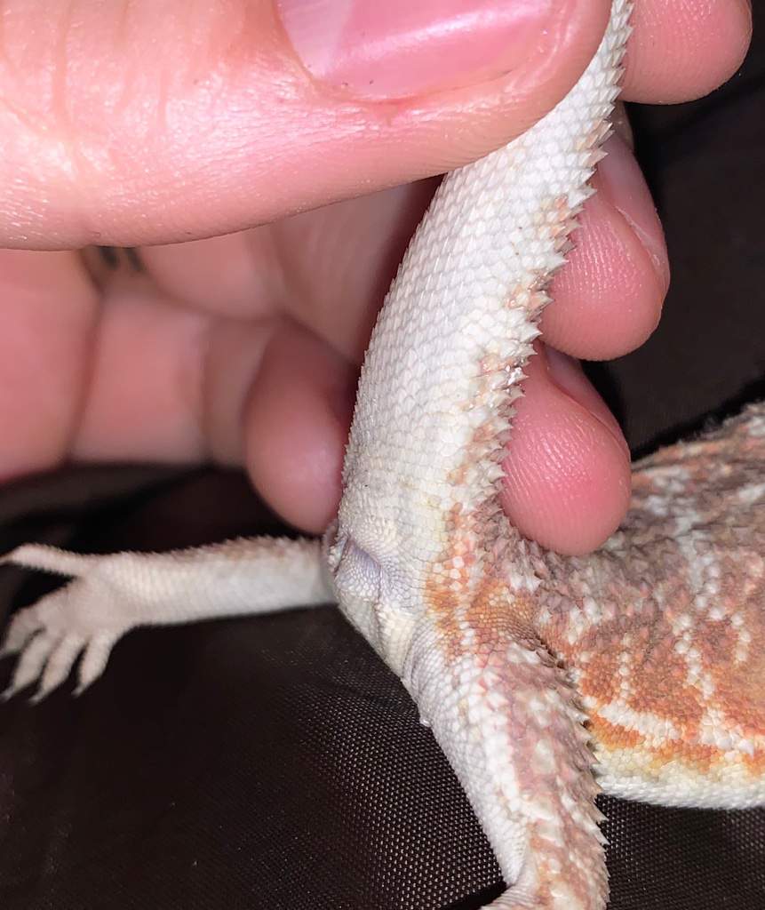 boy-or-girl-pro-bearded-dragon-care-amino