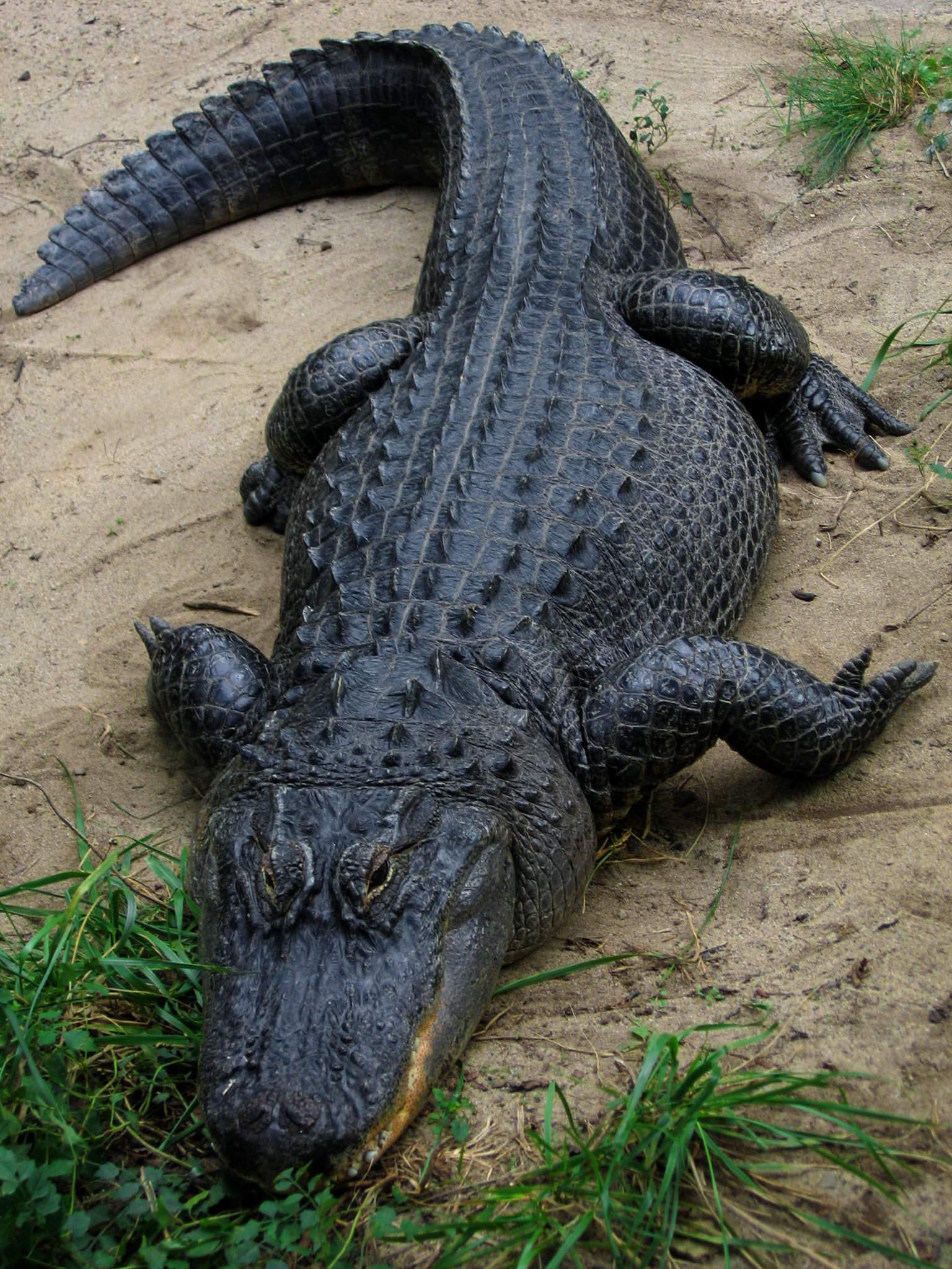 crocodile vs bear