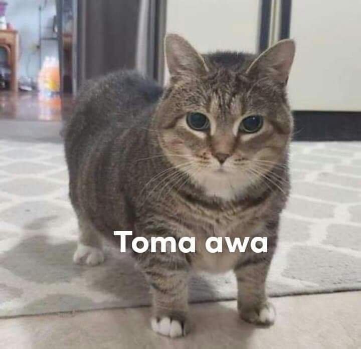 Toma Awa | Wiki | •Twice Amino• Amino