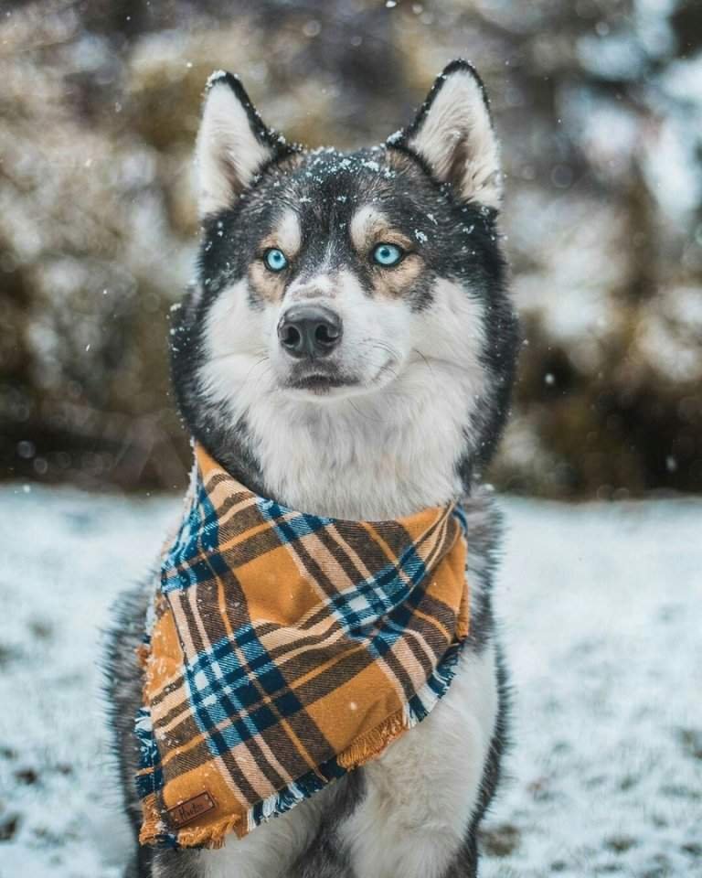 {Джейк и Салли} | Wiki | ~Ginga [RUS] Amino~ Amino