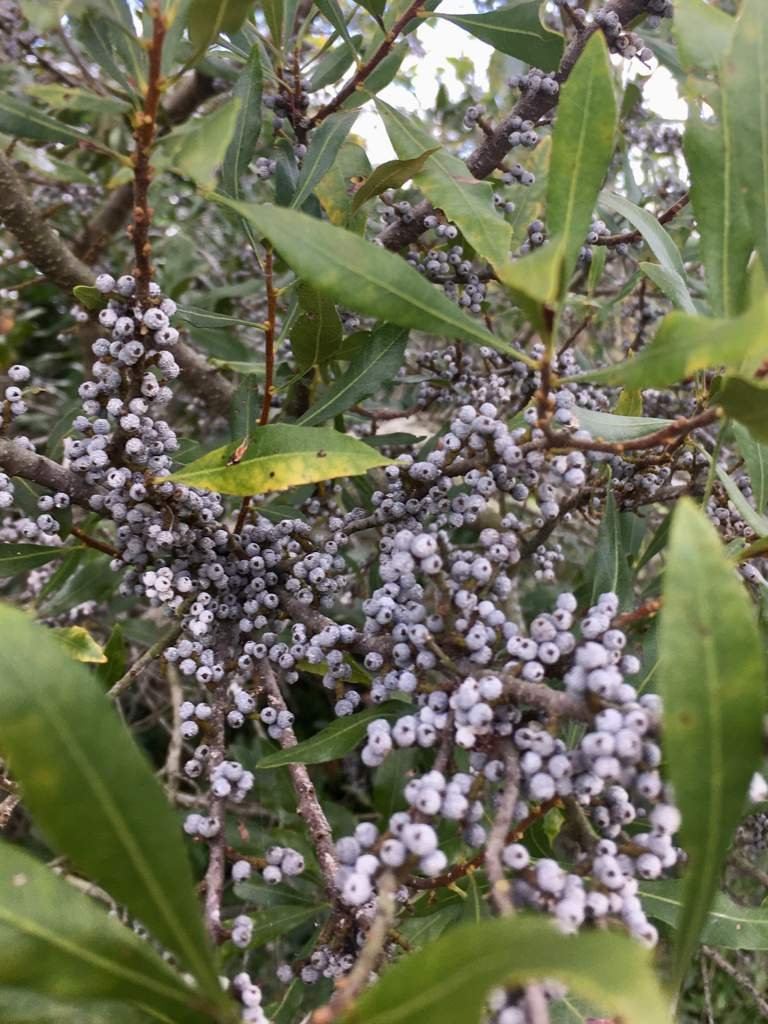 Rendering Bayberry Wax The Witches' Circle Amino