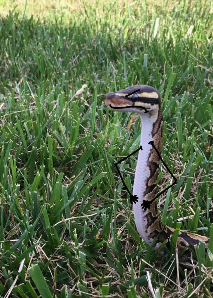 A snake in a contemplative pose