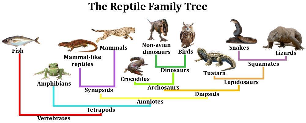 evolution-of-reptiles-science-amino