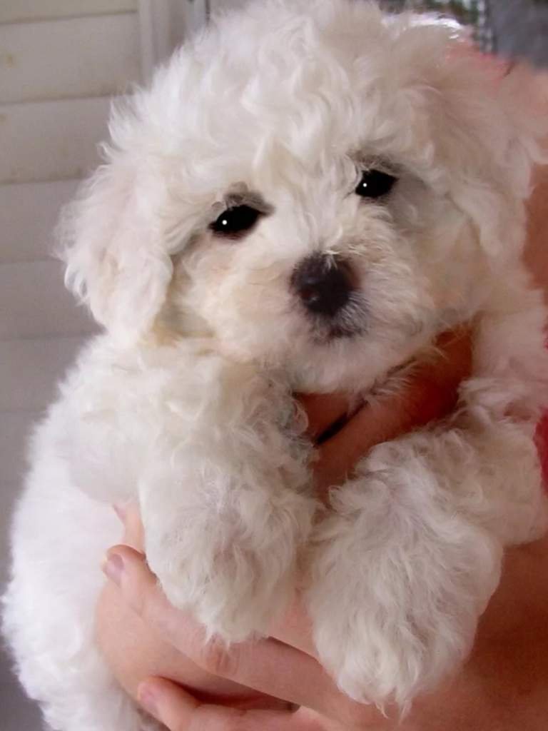 Анкета || Ментос | Wiki | Аджилити|DOGs Amino