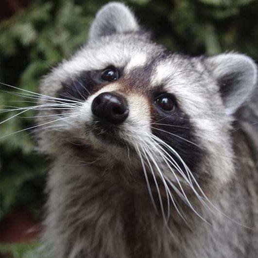 raccoon spirit animal guide whatsyoursign