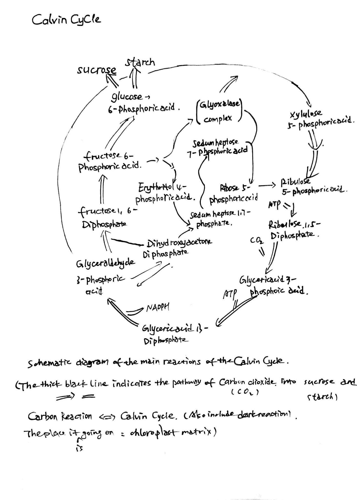 calvin-cycle-studying-amino-amino