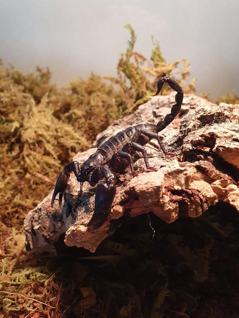 My first Heterometrus petersii | Reptiles Amino