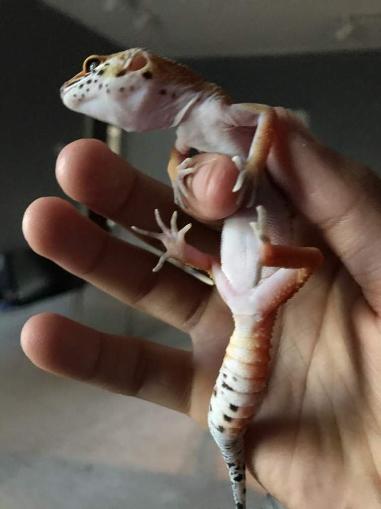 Unleashed: The Secret Lives Of Male & Female Leopard Geckos - ss054ij