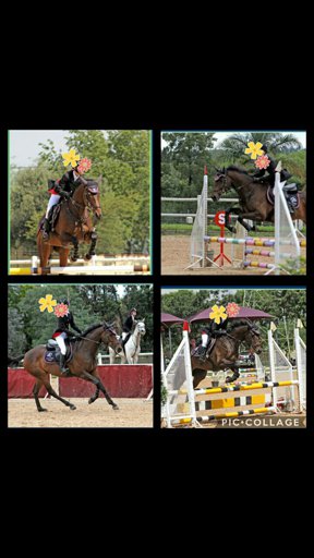 amino-Total show jumper 837-c7fabe66