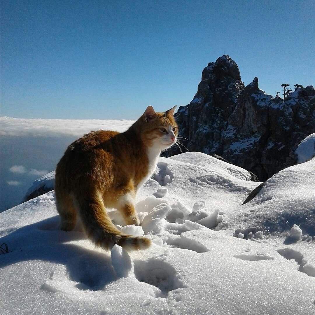 Гора кошка