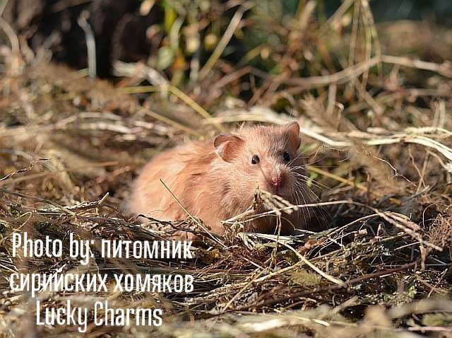 Можно ли хомякам сено? | Wiki | Хомяки Amino