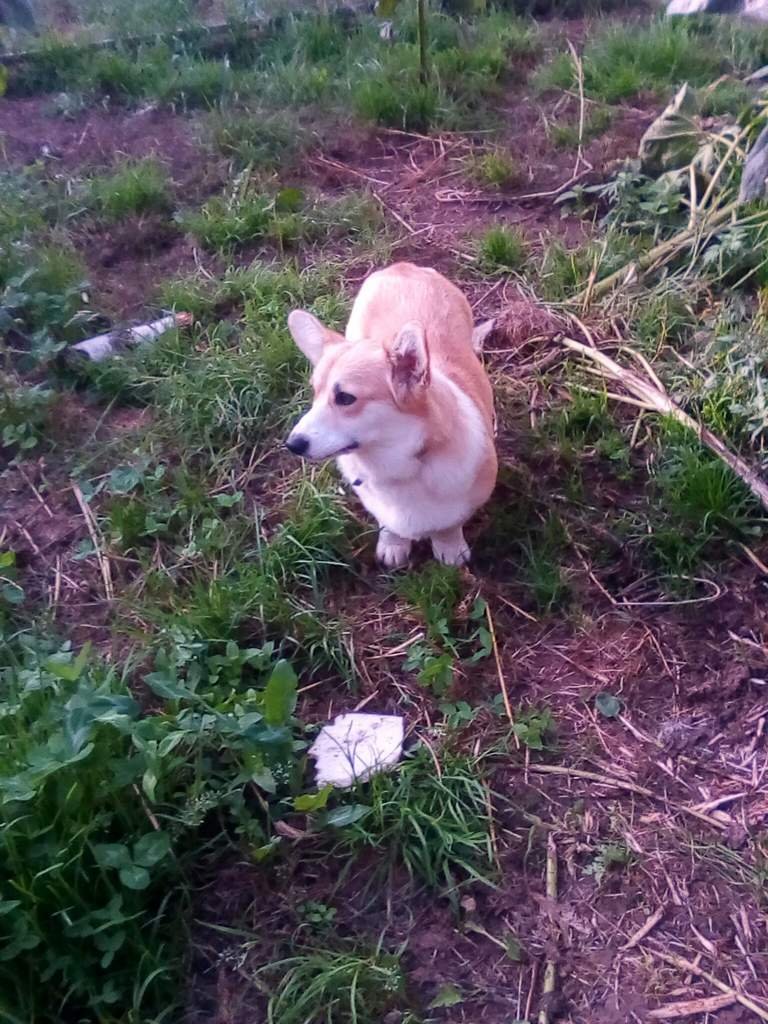 Alisa | Wiki | Dogs Amino