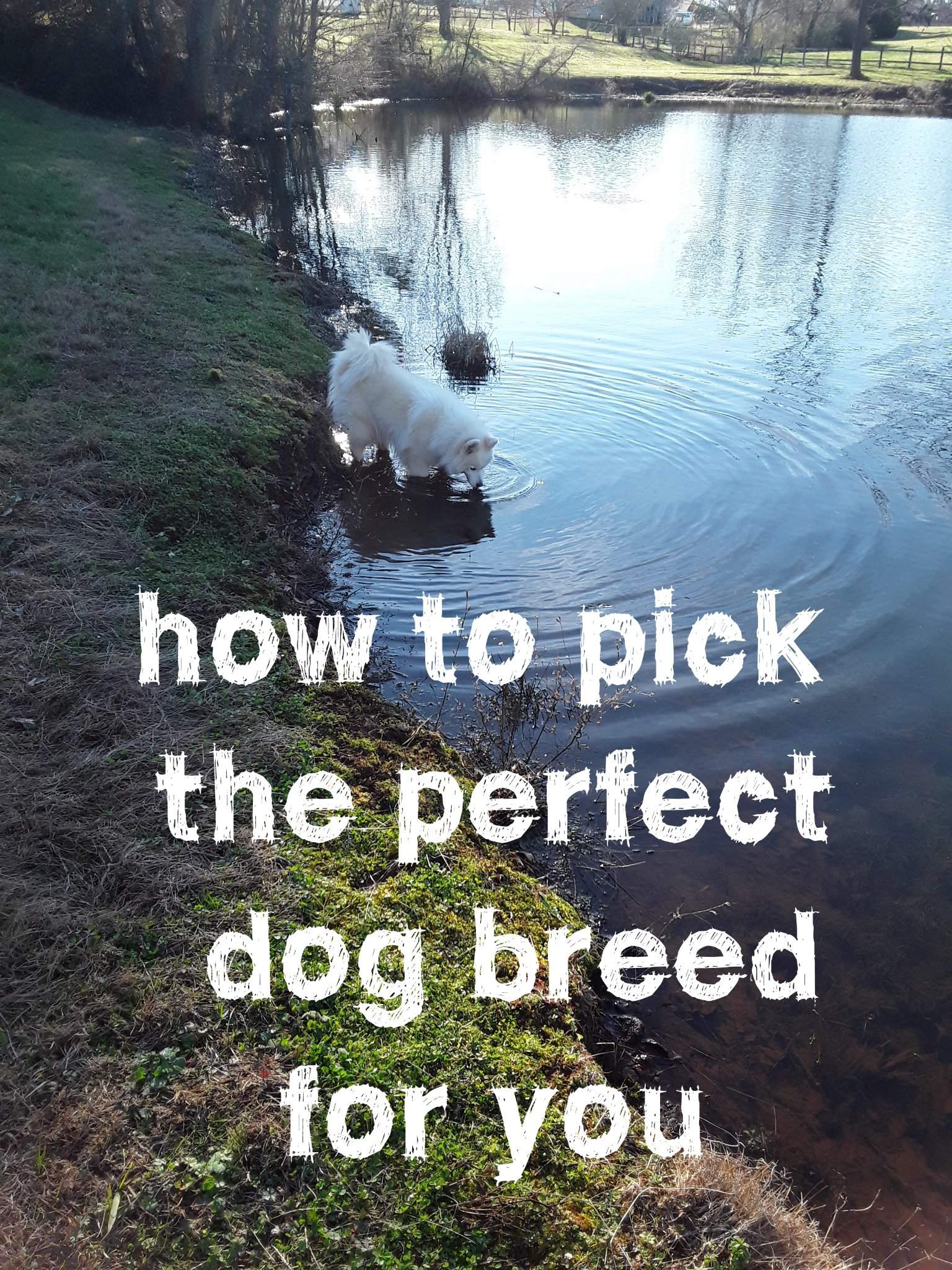 how to pick the right dog breed for you Pets Amino