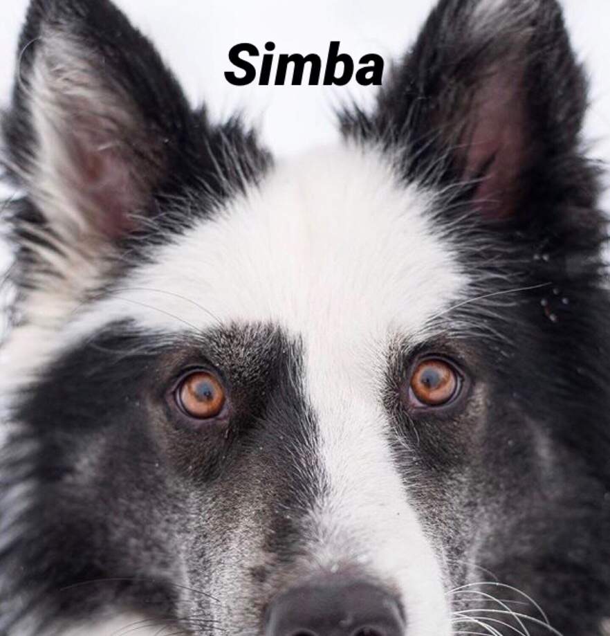 Simba | Wiki | Animal Roleplay Amino Amino