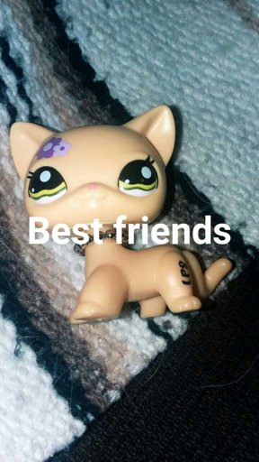 amino-💕emily(lps)💕👩‍❤️‍💋‍👩🏳️‍🌈-f0b78292