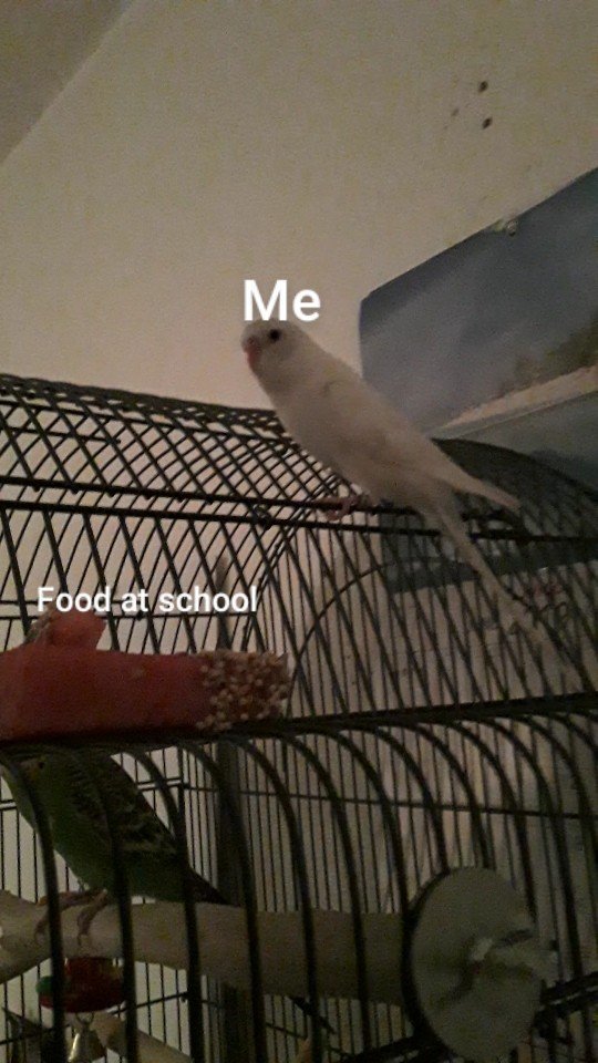 Bird memes Budgie/Parakeet Amino Amino