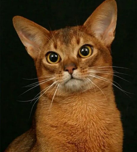 абиссинская кошка википедия