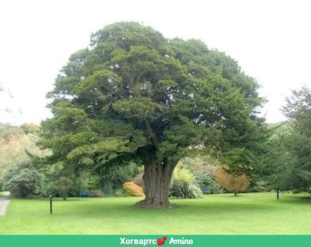 Волшебная палочка | Wiki | Хогвартс💕 Amino