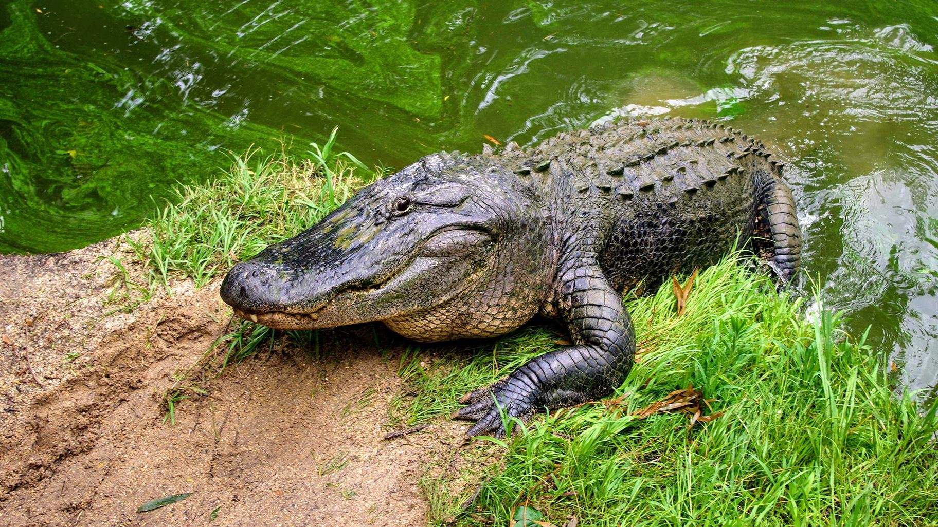 American Alligator! | Wild Animals! Amino