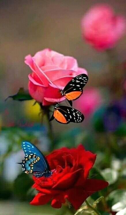 Mariposas y flores | Poetas & Escritores Amino Mariposas y flores | Poetas & Escritores Amino