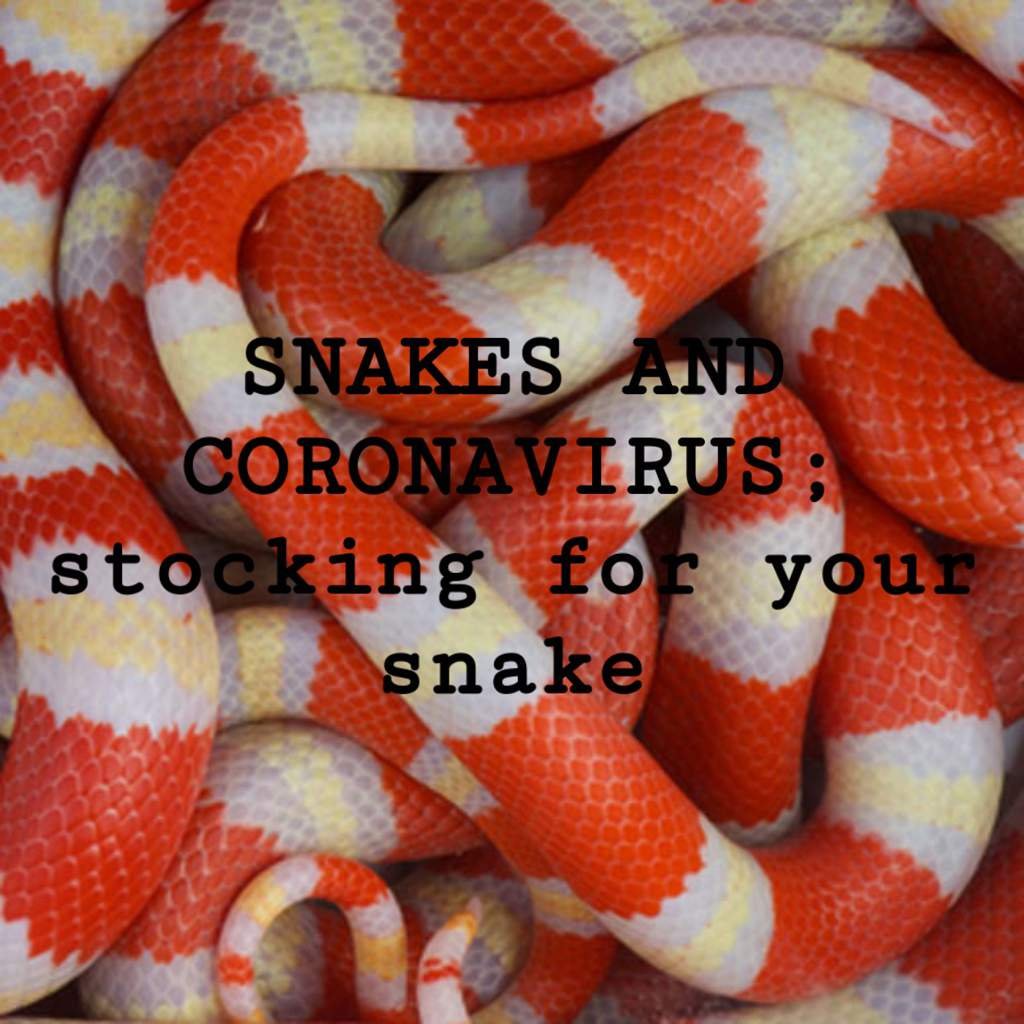 WHAT TO DO IN CASE OF A QUARANTINE; Snake Amino Amino