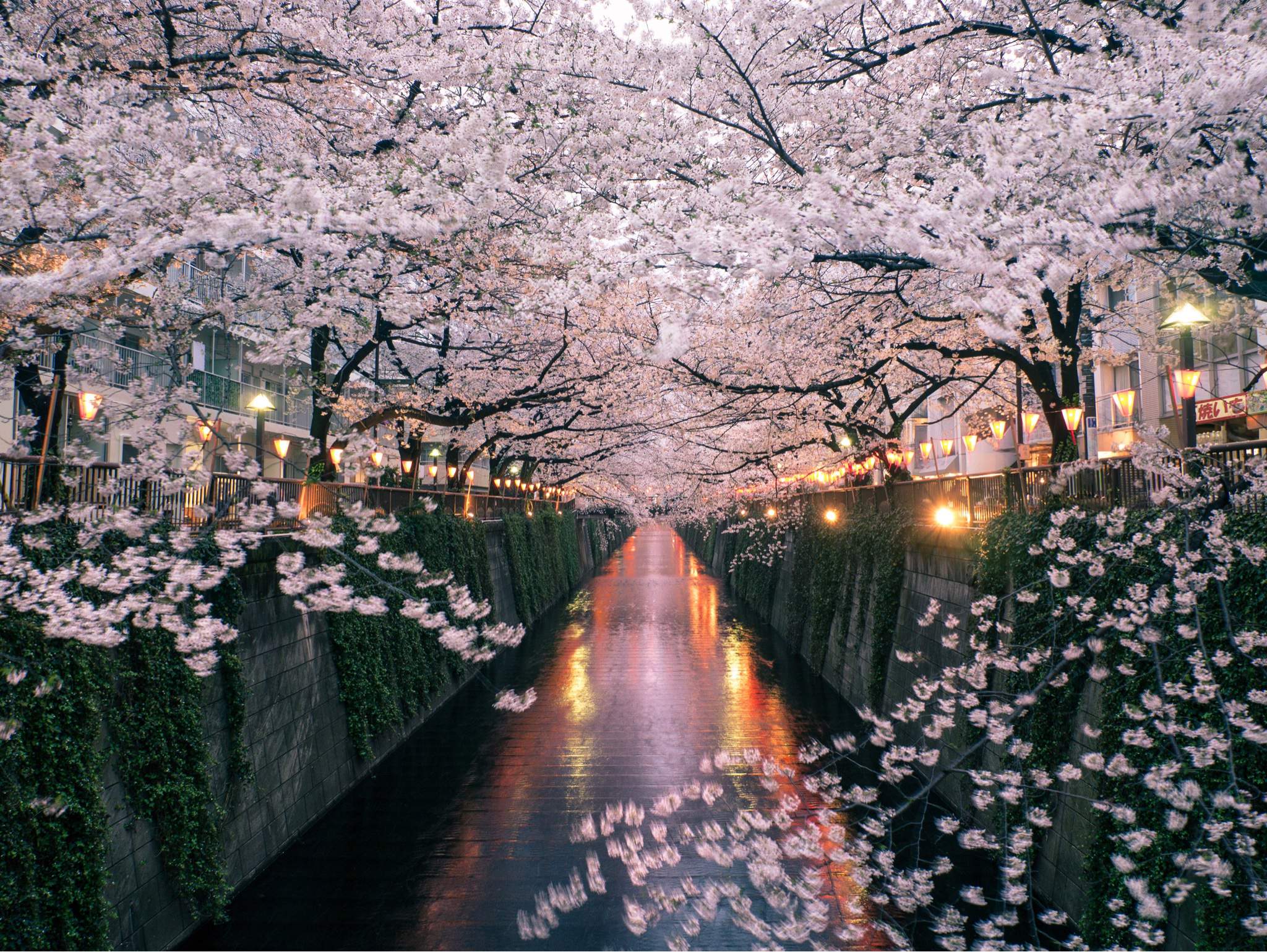 Cherry blossom onlyfan