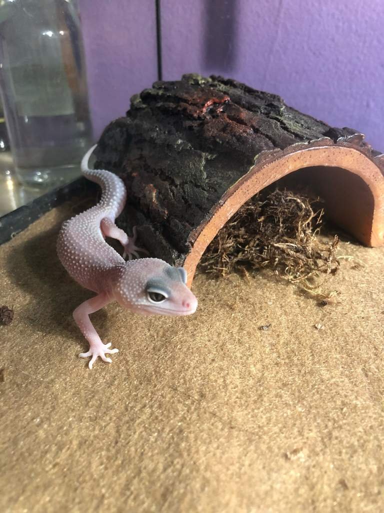 How Many Wiki Leopard Geckos Amino