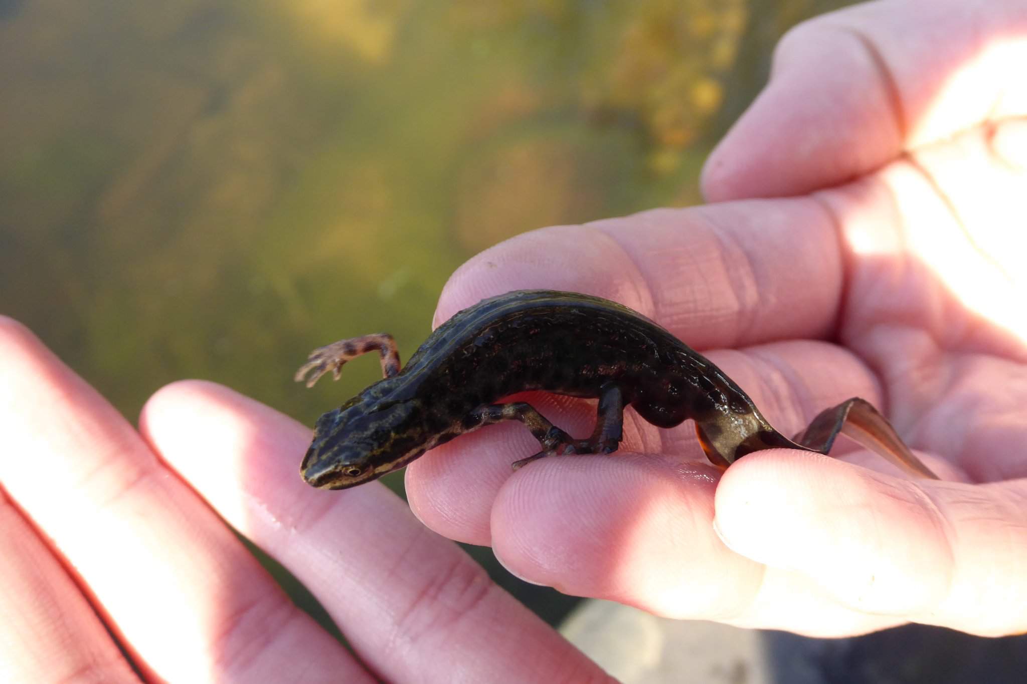 Wild smooth newts! | Reptiles Amino