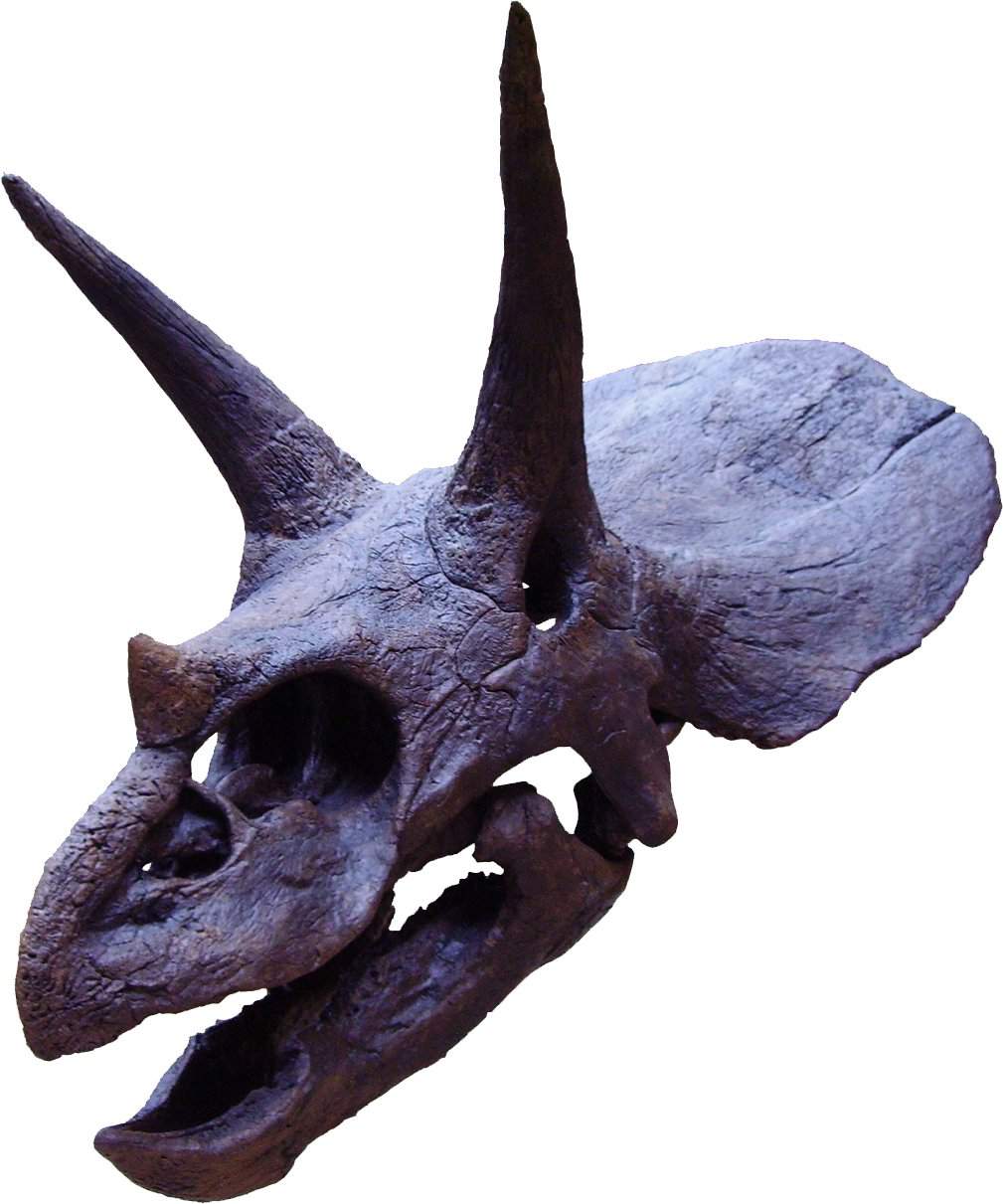 Череп Triceratops horridus