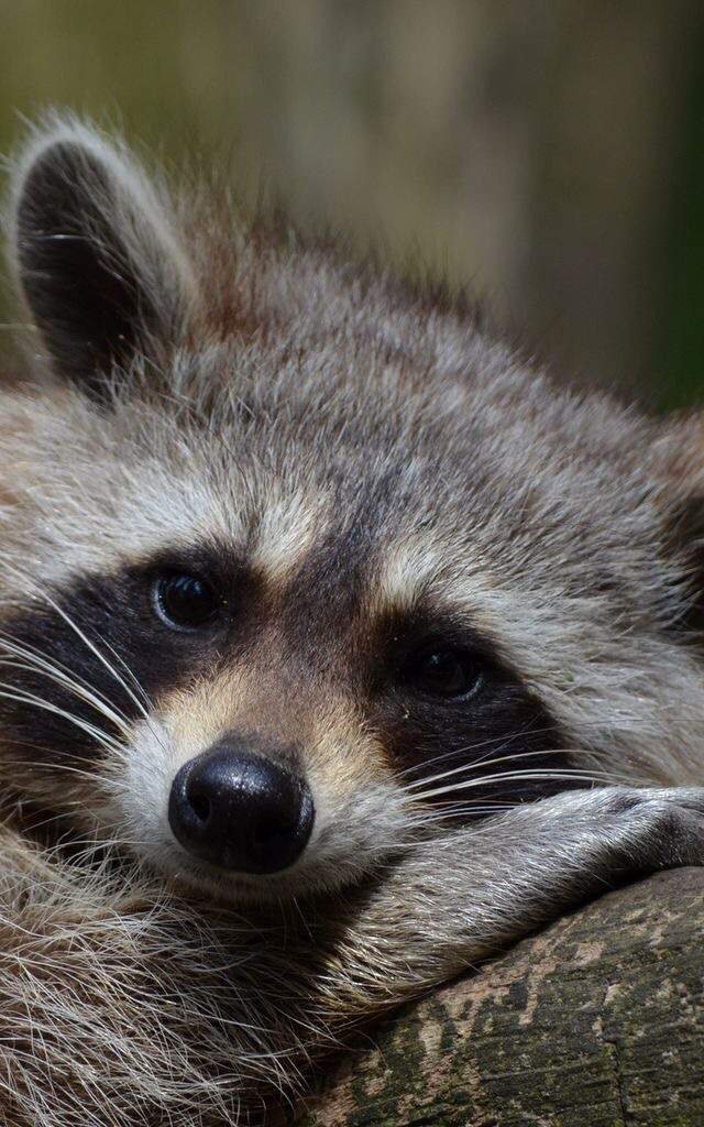 Юпи | Wiki | ☒ 𝔽𝕒𝕦𝕟𝕒_ℝ𝕡 ☒ Amino