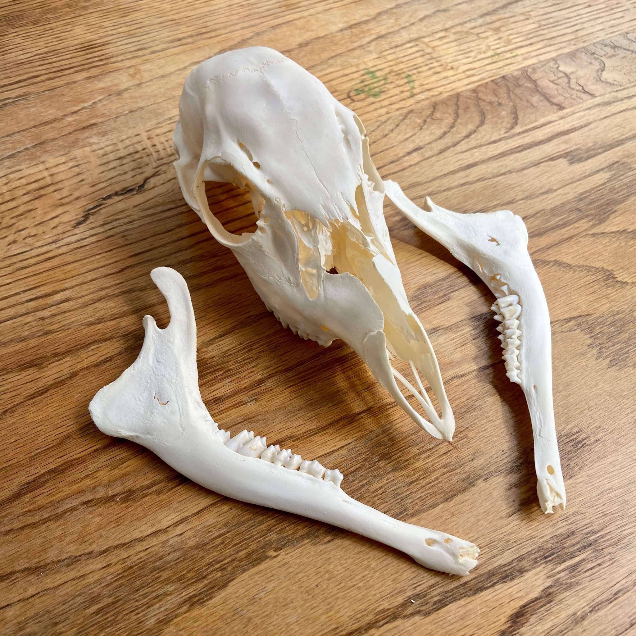 Fawn Skull and Jaw Bones | Skulls, Bones, and Oddities Amino