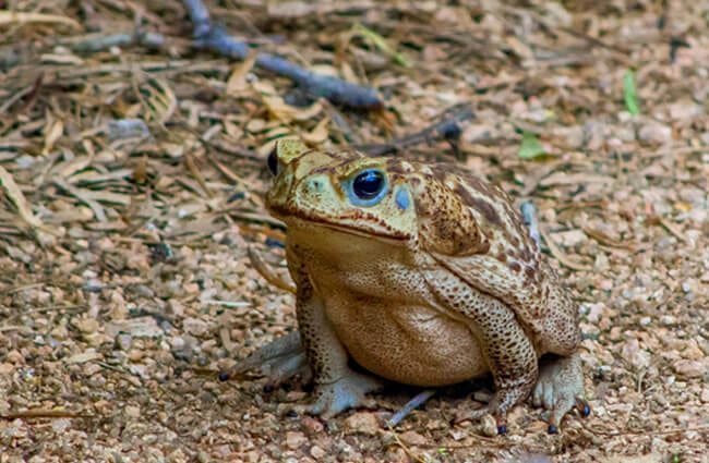 cane-toad-wiki-reptiles-amino