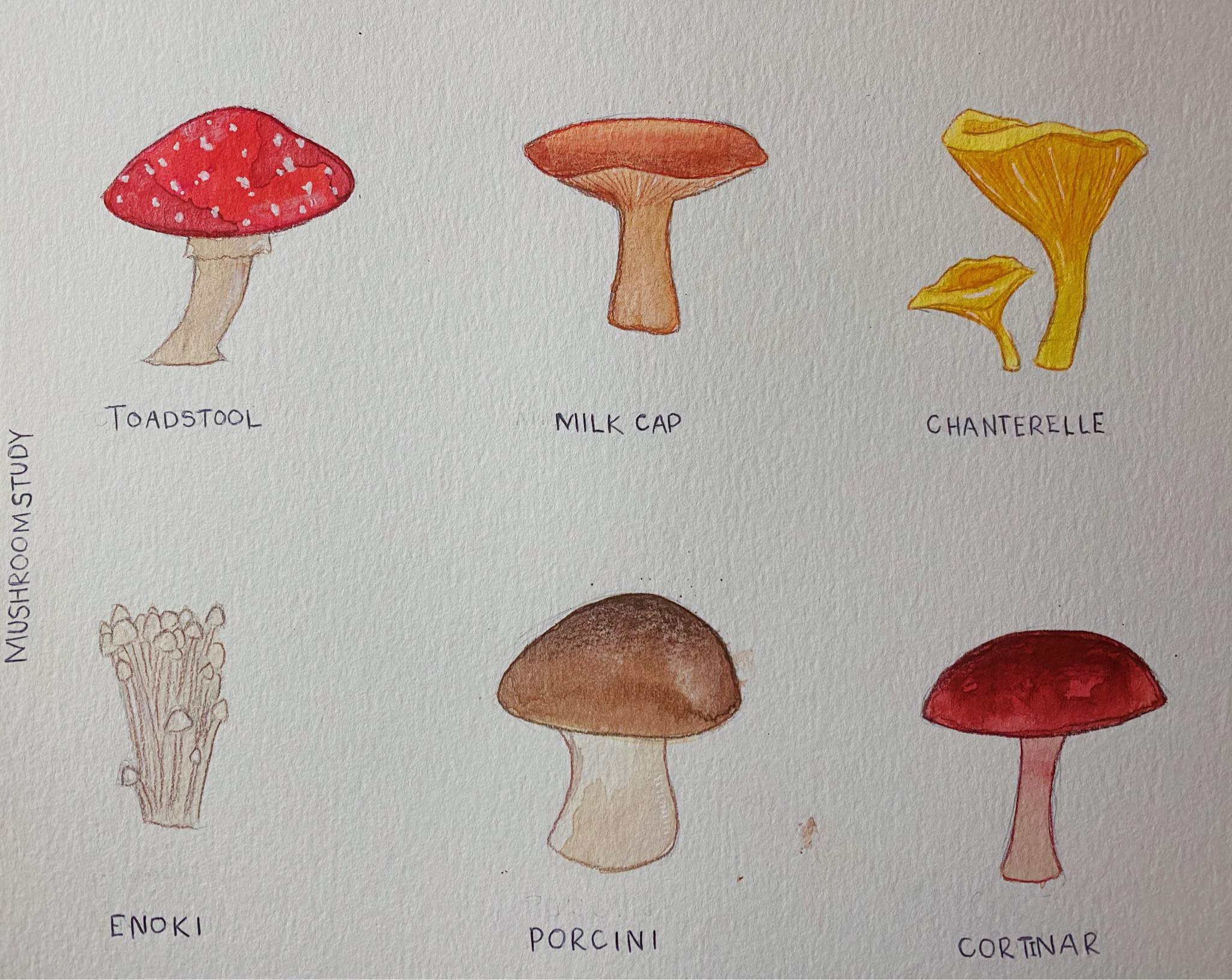 mushroom body visual cues